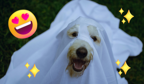 ¡The Halloween Doggie Fest! Así puedes participar del concurso de disfraces