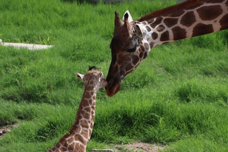 Convocan a elegir nombre para jirafa macho del Zoológico Tamatán