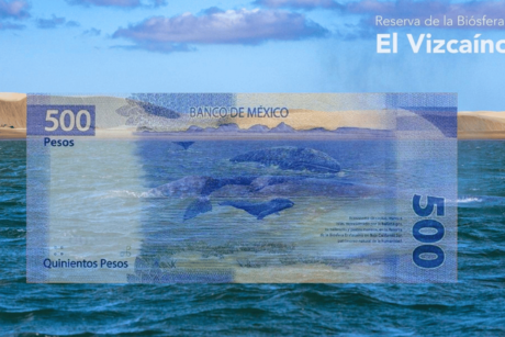 ¿Cuántas veces ha aparecido Baja California Sur en un billete?