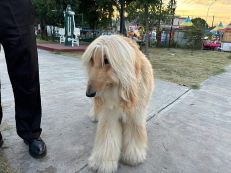 Bendicen a mascotas en la Parroquia San Francisco de Asís en Monterrey