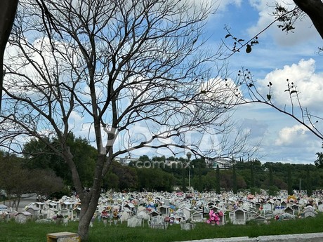 Día de Muertos: ¿Cuánto cuestan las flores en los panteones?