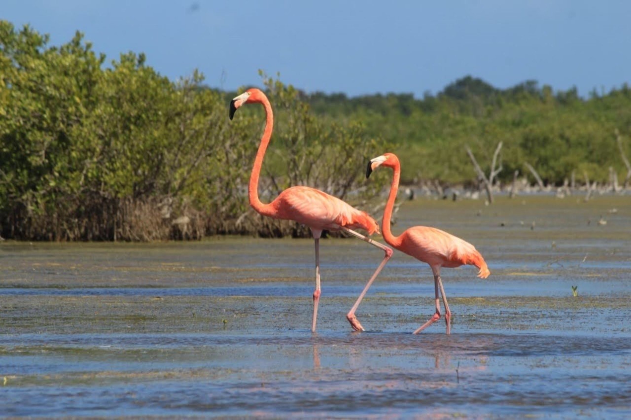 Durante invierno, los flamencos llegan a Yucatán como parte de su ruta migratoria  buscándonoslas climas más cálidos.-Foto Semarnat