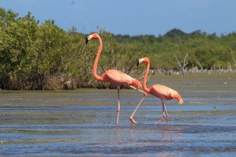 Flamencos: ¿Cuál es su ruta migratoria durante el invierno?