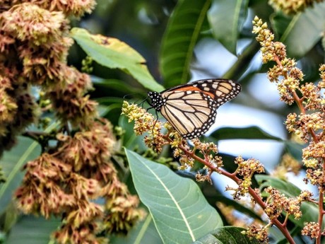 Mariposa Monarca en Coahuila: Los peligros en la ruta que la amenazan