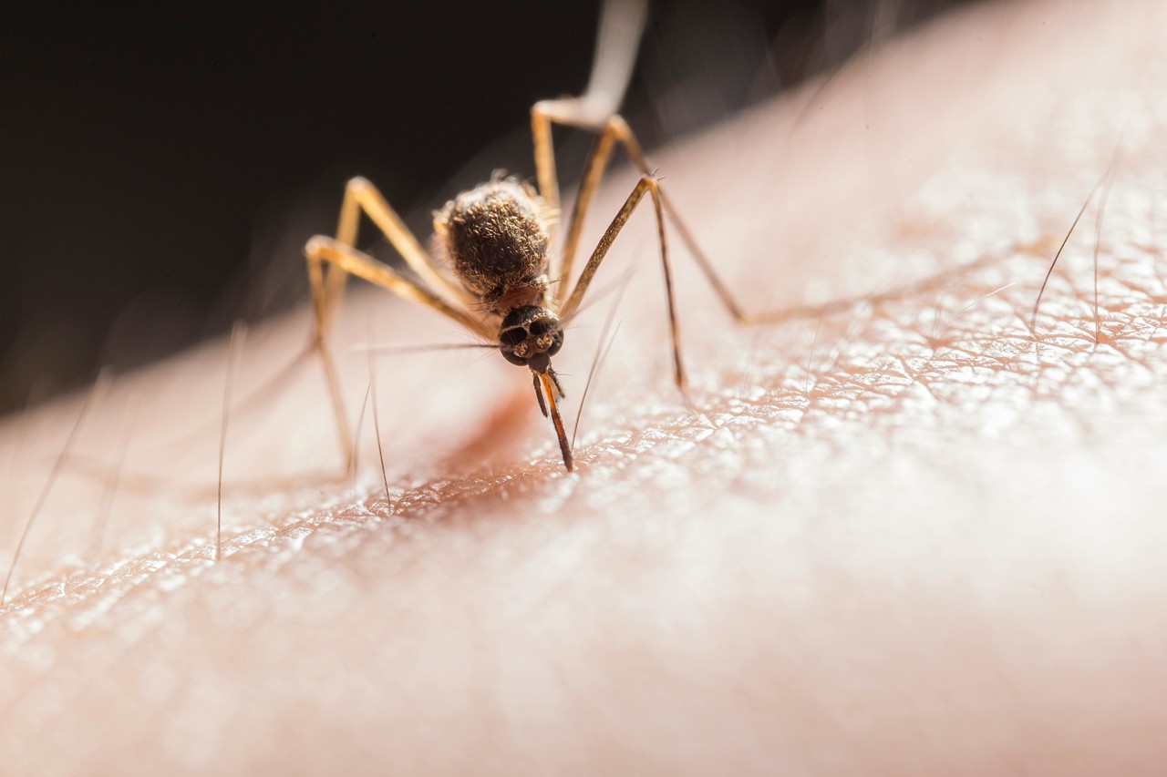 Mosquito del dengue. Foto de Pexels.