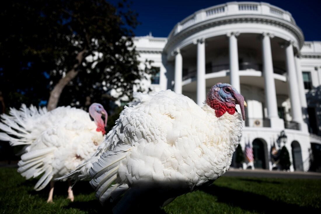 ste evento simbólico, lleno de humor y solemnidad, consiste en perdonar a un pavo, salvándolo del destino común de ser el plato principal de la cena de Acción de Gracias. Foto: Redes sociales