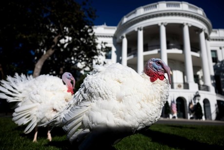 Día de Acción de Gracias ¿Qué es el 'Indulto del Pavo' y cómo surgió esta tradición?