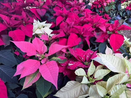 Navidad en Yucatán: ¿cuál es el cuidado que se le debe dar a la flor de nochebuena?