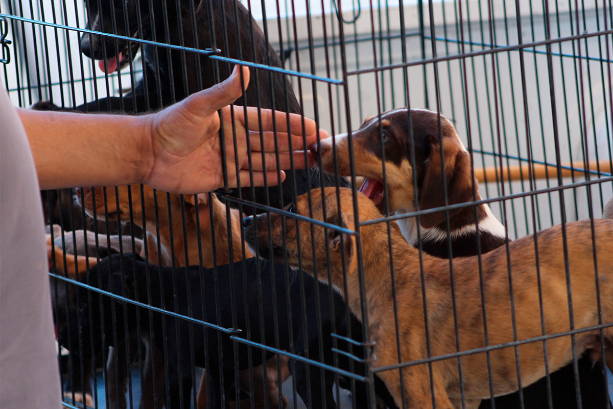 Hoy puedes darle un nuevo hogar a un perrito. Fotos: CEMAC.