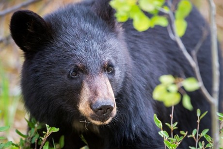 Oso se pasea por pasillos de colegio de San Pedro (VIDEO)