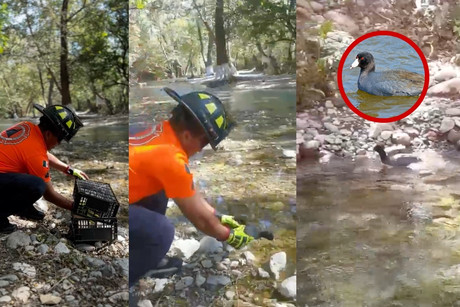 Liberan a ave agresiva en río de Juárez (VIDEO)