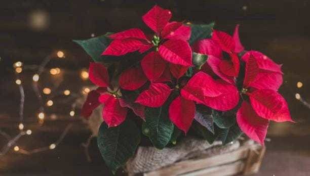 La historia detrás de la flor de Nochebuena: un símbolo navideño mexicano. Foto: iStock