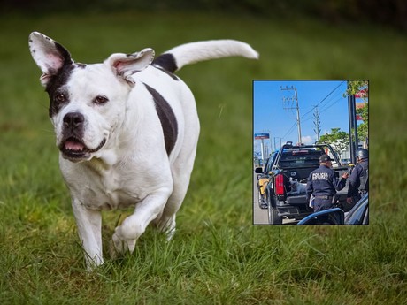 Universitaria es atacada por un perro cerca de la Macroplaza de Mérida