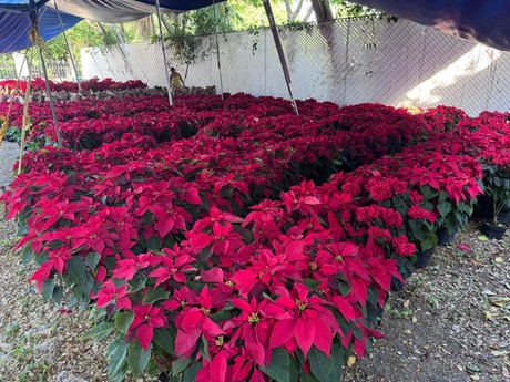 Navidad en Yucatán: Arranca venta de flor de Noche Buena en Mérida y estos son los precios