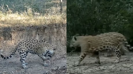 Jaguares en Nuevo León: Captan a los felinos con fototrampas (VIDEO)