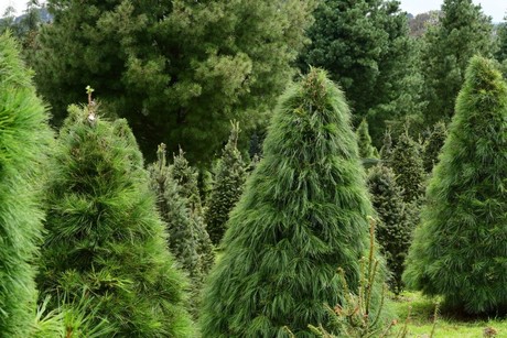 ¿Aún no tienes tu árbol de Navidad? Aquí puedes conseguirlo en Edomex