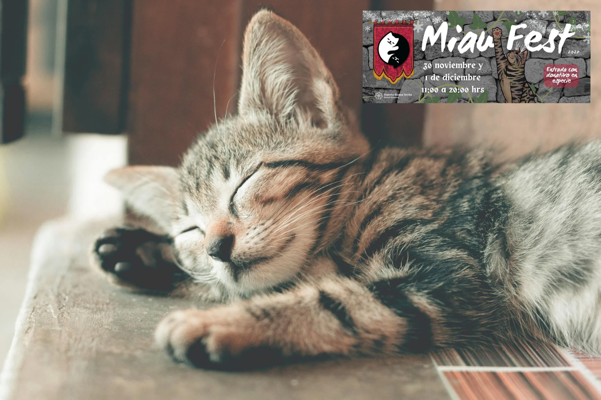 De fondo gatito, cartel del Miau Fest. Foto: Pexels/Miau Fest Mx