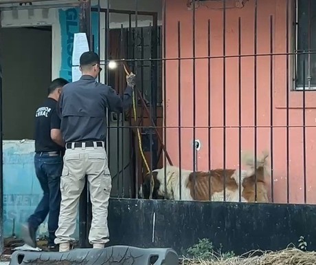 Rescatan a 'Rex', un perro que sufría maltrato en Escobedo