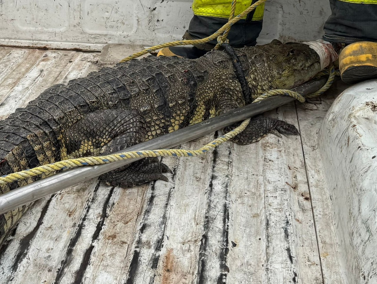 Un cocodrilo de aproximadamente más de dos metros de largo sorprendió a los paseantes de las Escolleras de Playa Miramar, al encontrarse repostando entre las rocas del punto turístico. Foto: Axel Hassel