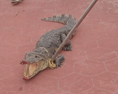 Avistamiento de un Cocodrilo asombra en Escolleras de Playa Miramar (FOTOS)