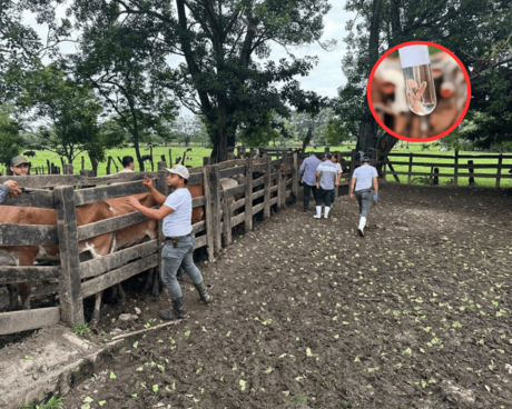 Gusano Barrenador ¿Qué pasará con el ganado de Tamaulipas, tras el cierre de la frontera de EU?