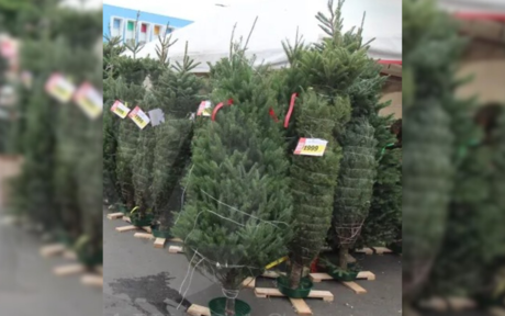 Navidad: llegaron los pinos naturales a tiendas comerciales en Tampico