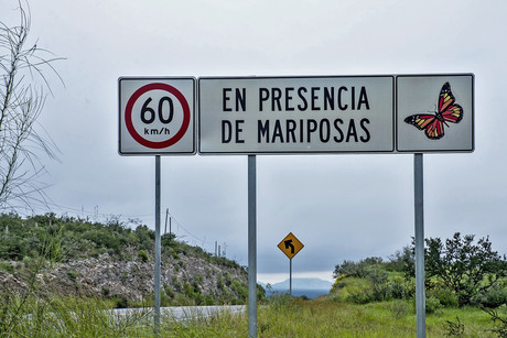 ¿Qué hacer si viajas en carreteras de Tamaulipas y te topas mariposas Monarca?