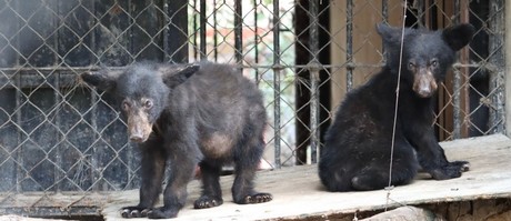 Zoológico Tamatán protege a osa y crías tras avistamientos en zona de Juan Capitán