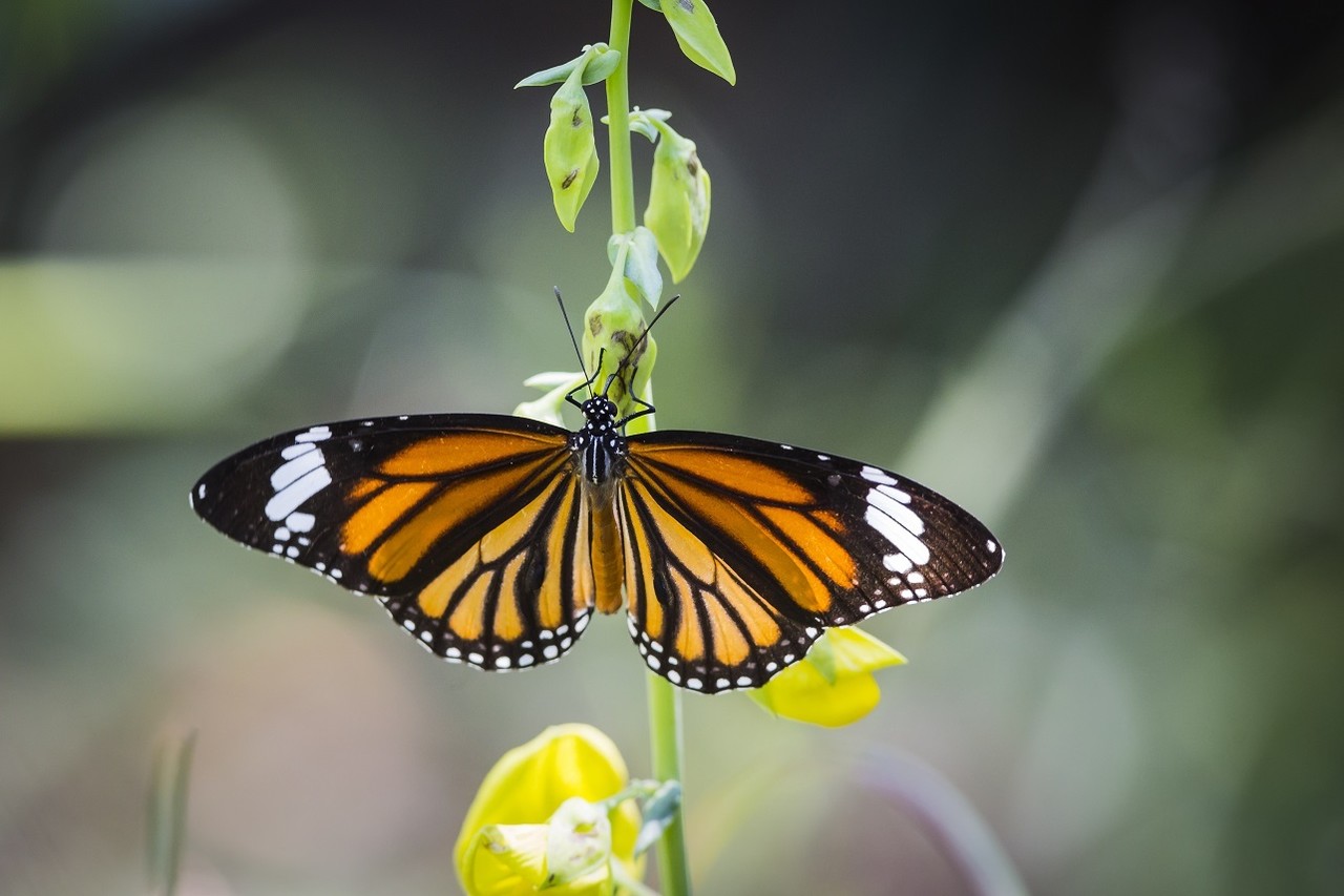 Los reportes de avistamiento de la mariposa monarca los tienen sólo por la Sierra Madre Oriental y la costa de Tamaulipas. Fotos: Gobierno de México