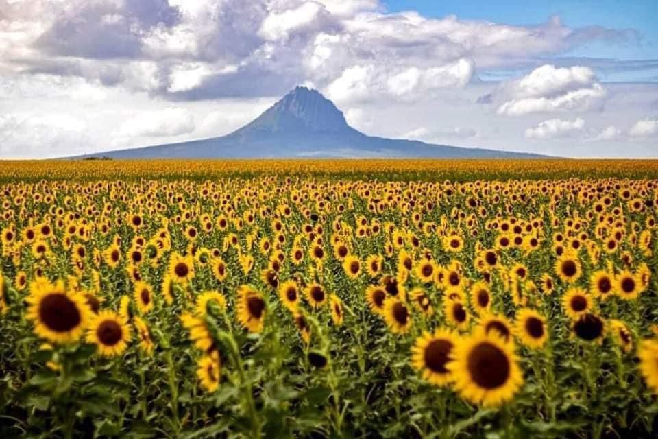 Campo de Girasoles en González, Tamaulipas. Foto: Redes sociales