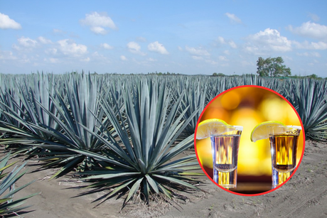 Festival del Teqzcal: 5 curiosidades del tequila y el mezcal en Tamaulipas