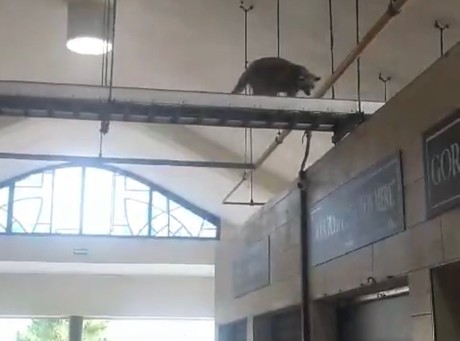 Mapaches invaden mercados del centro de Tampico; PROFEPA busca capturarlos