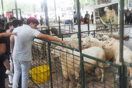 Feria Xmatkuil 2024: criadores participan en la exposición de distintas razas de ovinos