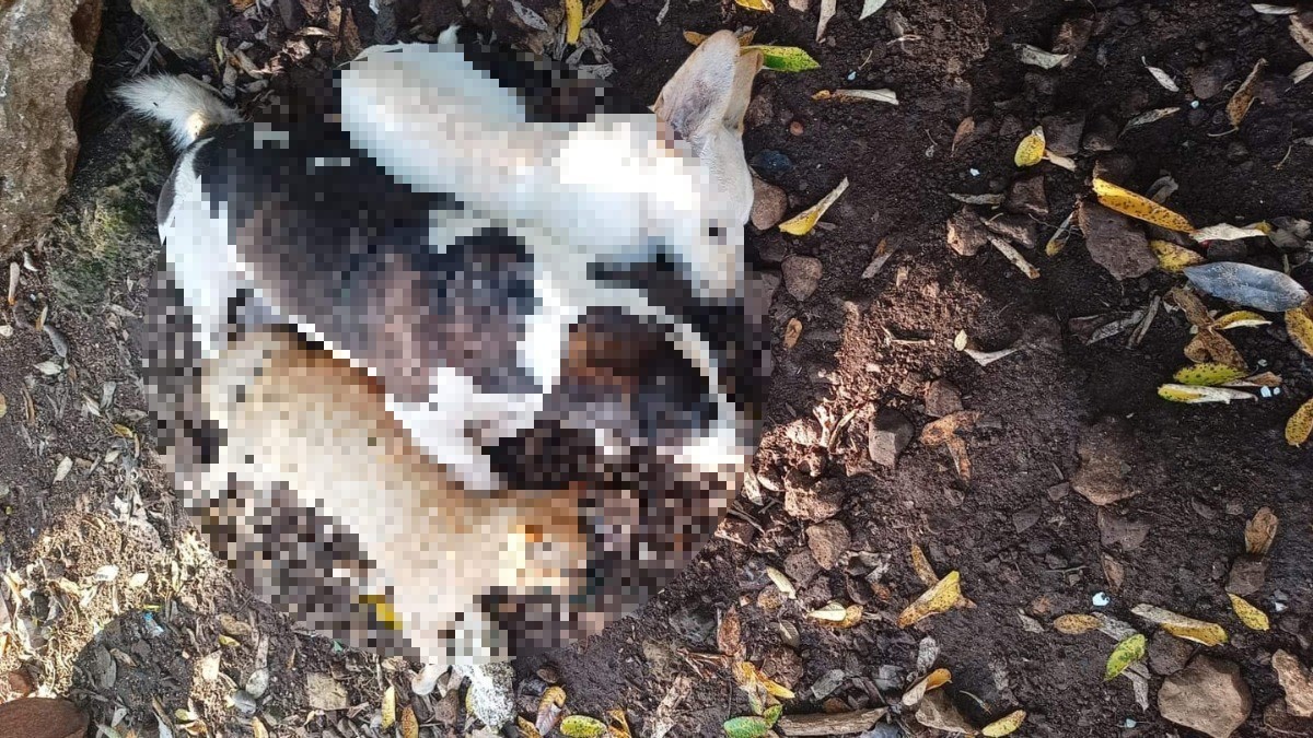 A través de redes sociales piden justicia por la muerte de los animalitos Foto: Cortesía