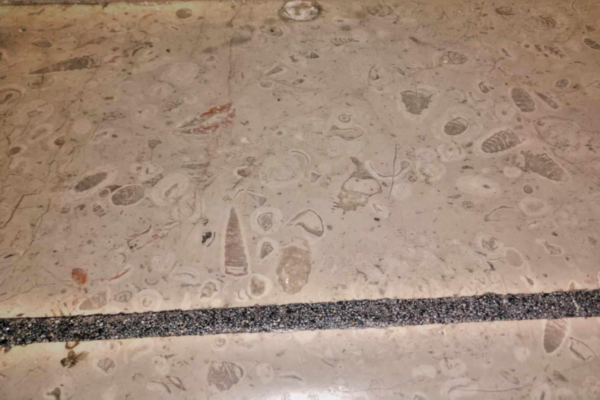 Así se ven los fósiles marinos en el piso del Metro CDMX. Foto: Facebook Los fósiles del metro CDMX