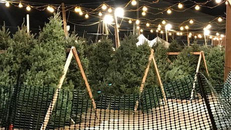 Navidad 2024: Encuentra el árbol perfecto en la Feria del Pino en Escobedo