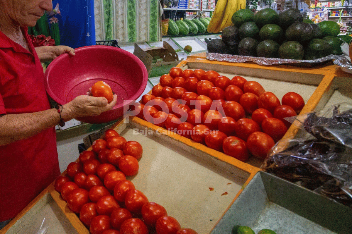 Tomate rojo. Foto: Alberto Cota / POSTA BCS