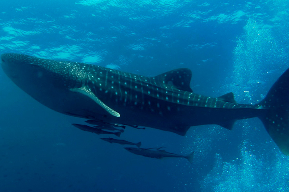 Tiburón Ballena, una especie majestuosa. Fotos: Abe Khao Lak, Arturo De Frías y Tribuna de México.