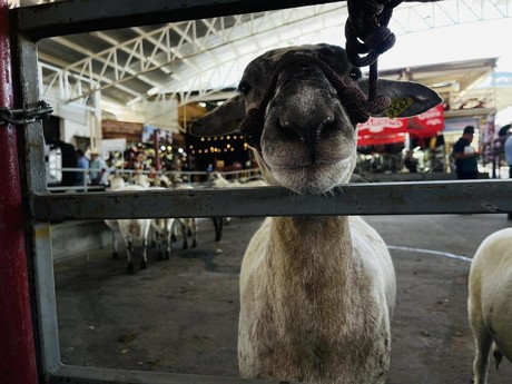 Feria Xmatkuil: Muestra Nacional Ovinocultores y el auge de la cría de corderos en Yucatán