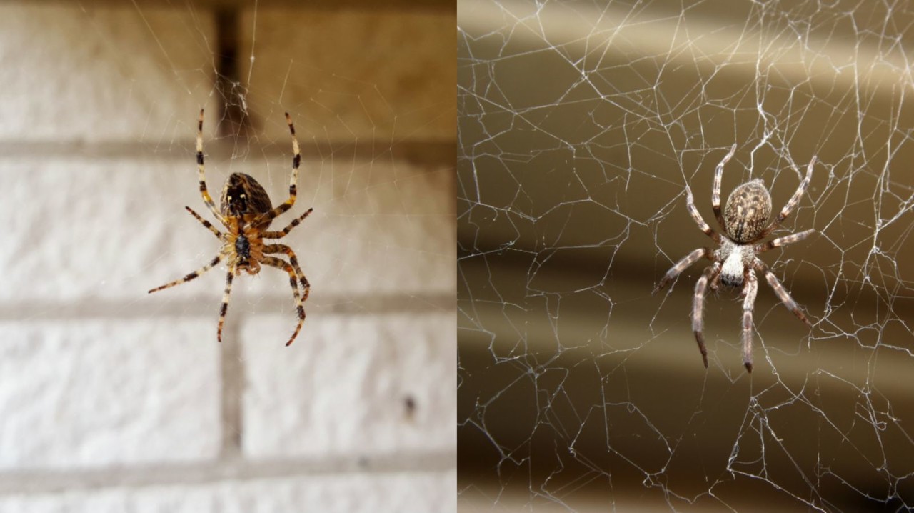 Las arañas caseras no son venenosas y ayudan a controlar insectos. Foto: Canva.