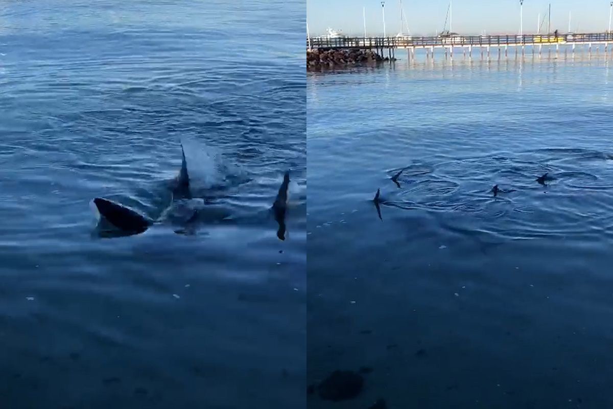 En un hecho increíble, un grupo de tiburones fue captado en video en el malecón de la Paz, BCS. Foto: Capturas | Photoshop