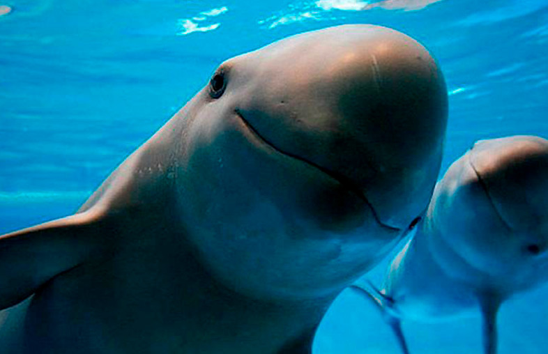 Vaquita marina, en peligro de extinción. Fotos: El Sol de México y Conanp.