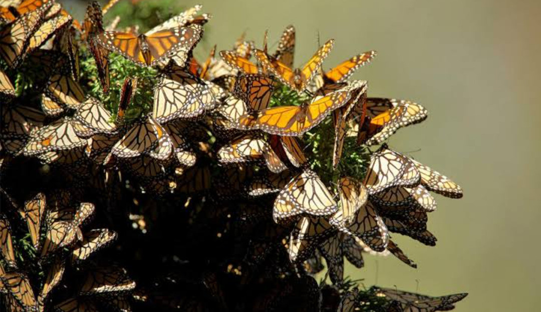 Municipios como Donato Guerra se distingue por la llegada de Mariposas Monarca. Imagen: GEM