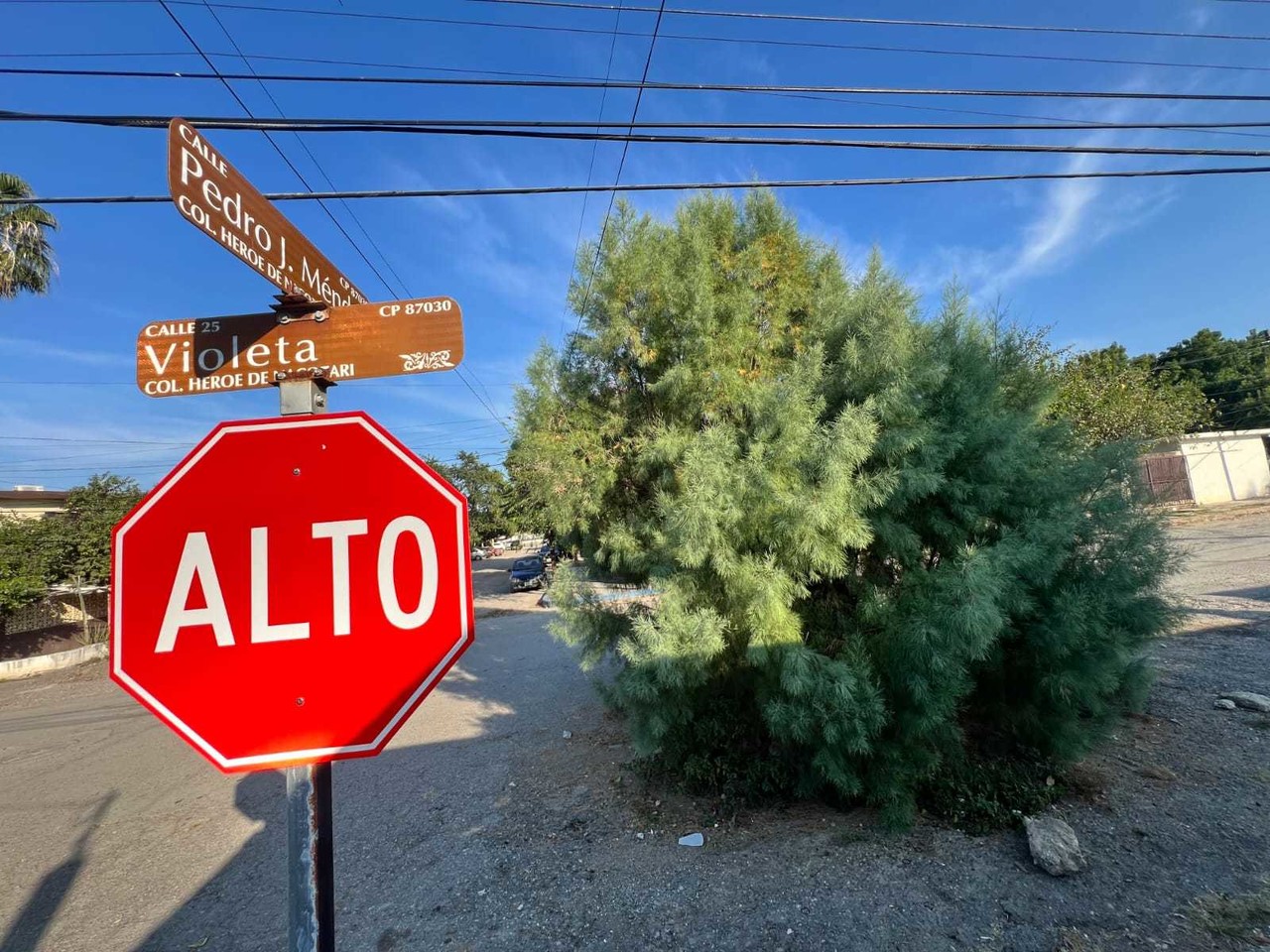 Podría ser utilizado por los vecinos del barrio como un icónico pino navideño natural. Fotos: Daniel Espinoza