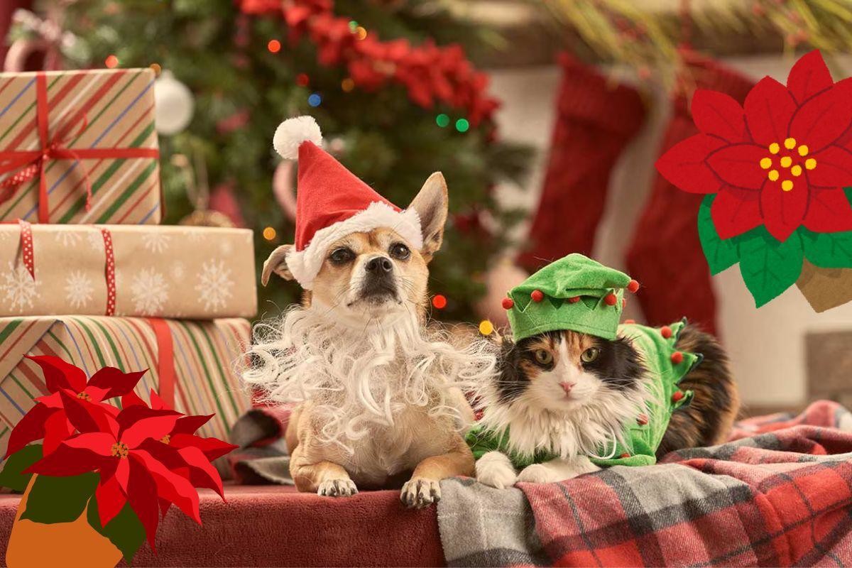 Mascotas en Navidad.    Foto: Especial