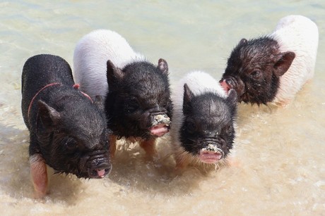 Pig Beach: ¿Cuándo reabrirá la famosa playa de los cerditos?