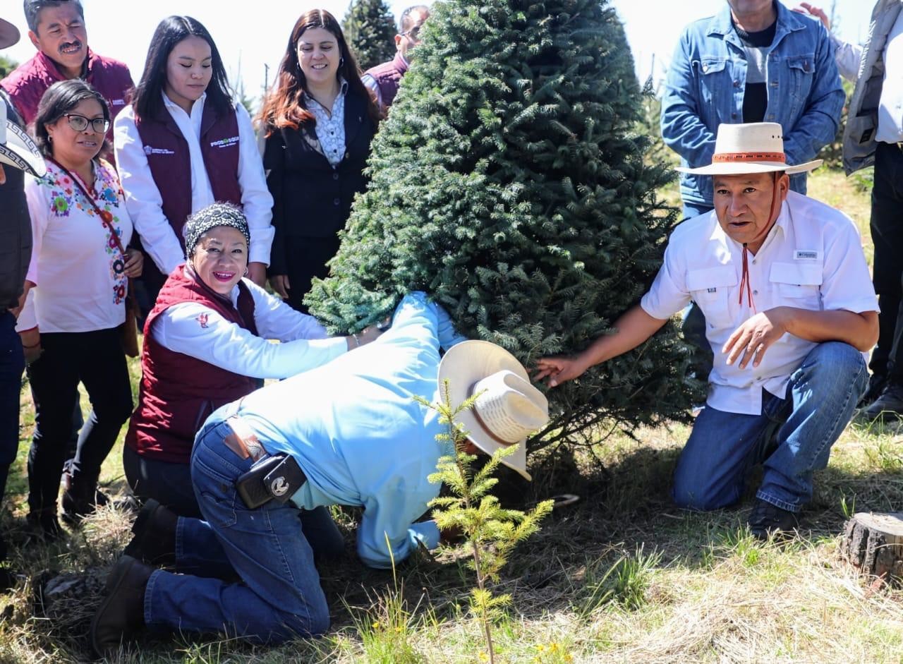 La entidad mexiquense produce cerca de 500 mil árboles de Navidad. Imagen: GEM