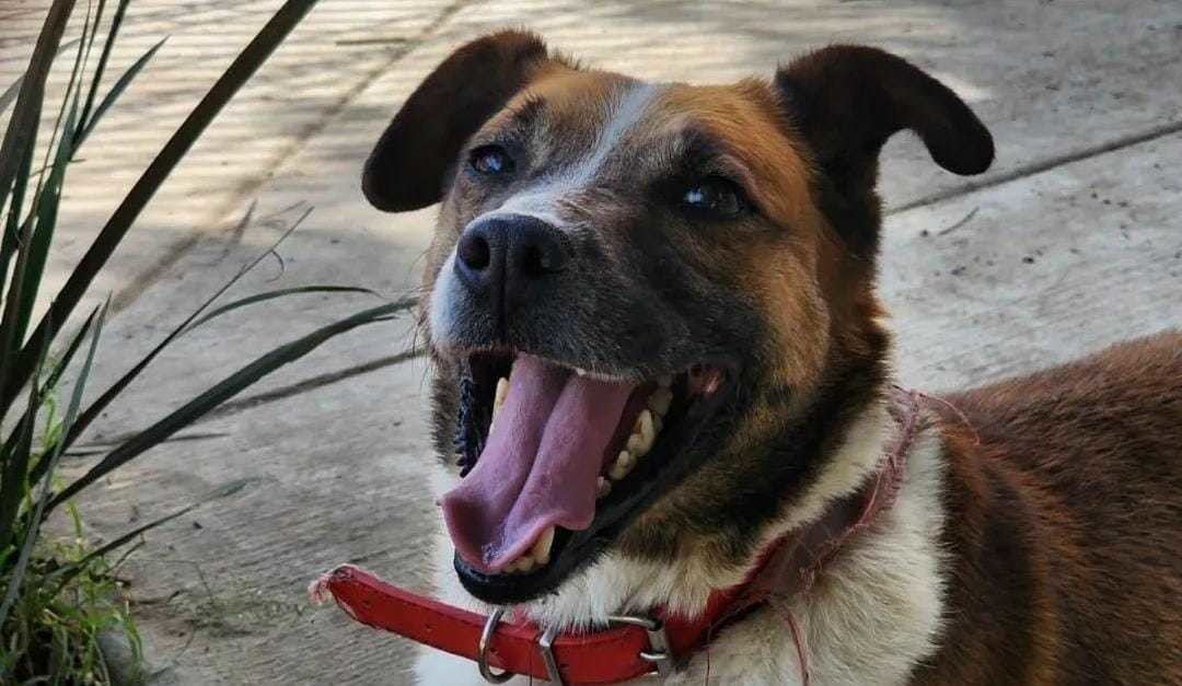 ¿Te gustaría hacer feliz a un lomito? Así puedes regalarle un paseo este domingo. Foto:  ccyba_toluca