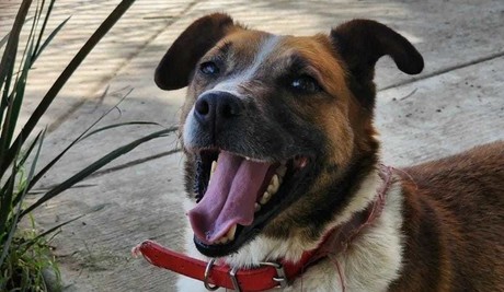 ¿Te gustaría hacer feliz a un lomito? Así puedes regalarle un paseo este domingo