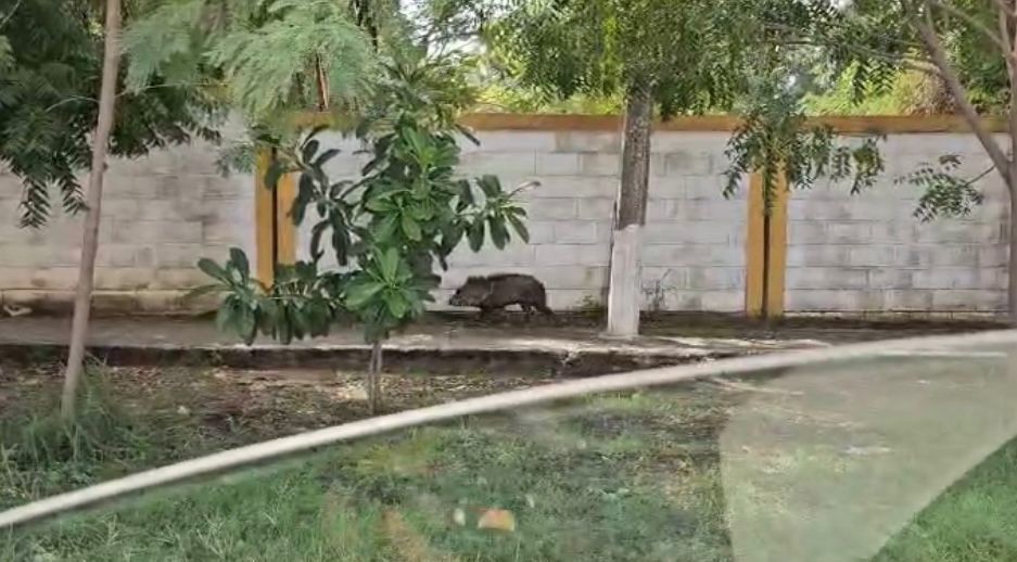 El ejemplar fue descubierto caminando en busca de comida en las inmediaciones del Instituto Tecnológico de Ciudad Madero, con una actividad sospechosa. Foto: Redes sociales